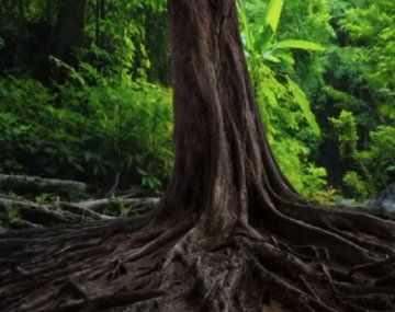 ¿Podés encontrar la víbora en 5 segundos?