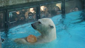 el tragico final de los restos del oso polar del zoologico porteno el tragico final de los restos del oso polar del zoologico porteno