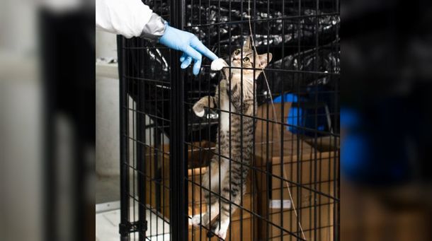 Los gatos están en peligro