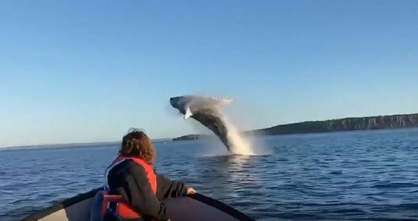 VIDEO VIRAL: El espectacular saludo de dos ballenas