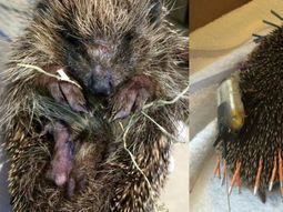 Denuncian crueldad animal por un erizo que murió por un estudio de laboratorio