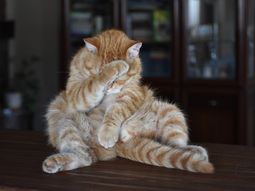 Desarrollan una app para traducir lo que dicen los gatos