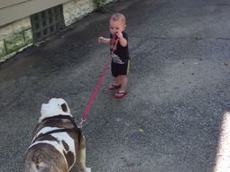 Un bulldog no quiere que un bebé lo pasee
