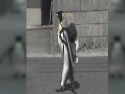 Porqué la pingüina Lala es furor en Japón Porqué la pingüina Lala es furor en Japón