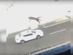 Una joven tira a un gato de un tercer piso Una joven tira a un gato de un tercer piso