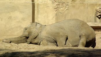 impulsan un proyecto para sacar el zoologico de la ciudad impulsan un proyecto para sacar el zoologico de la ciudad