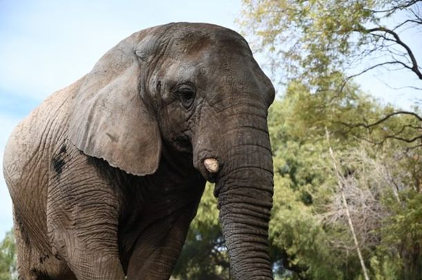 Falleció Kenya, la última elefanta en cautiverio en la Argentina: tenía 44 años