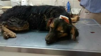 El perro fue rescatado pero murió en la veterinaria El perro fue rescatado pero murió en la veterinaria