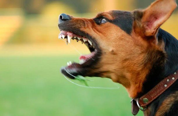 Imagen ilustrativa&nbsp;