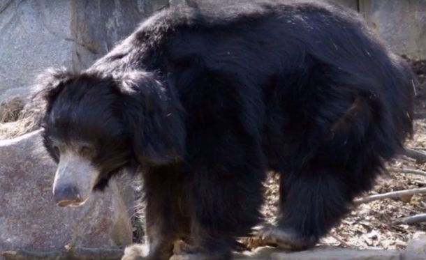 Una osa salvaje mató a tres personas y fue abatida