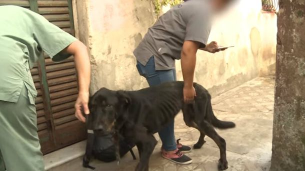 El hombre los abandonó porque eran de su ex novia