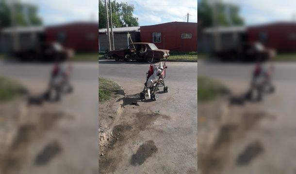 Misterio en La Plata por la aparición de un cadáver de perro atado a un cochecito
