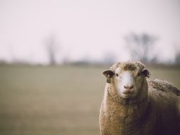 Las exportaciones de lana cayeron un 15% en el Uruguay en los últimos cinco meses. Las exportaciones de lana cayeron un 15% en el Uruguay en los últimos cinco meses.