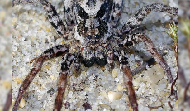 Apareció una peligrosa araña, que se creía extinta, que disuelve los órganos de sus víctimas