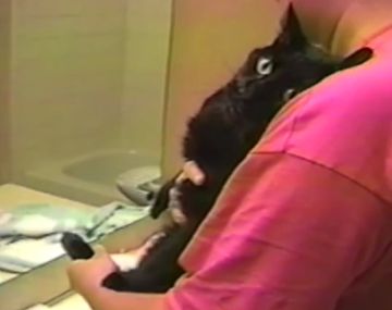 La reacción de un gato antes de un baño