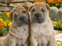 ¿cuales son los beneficios de tener una mascota? ¿cuales son los beneficios de tener una mascota?