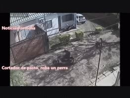 Roban perra