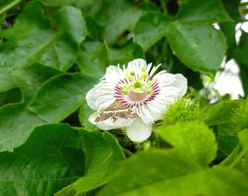 Esta es la primera planta medicinal de la historia y que se usa desde hace 15 mil años