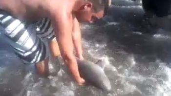 video: asi sacaron del mar al delfin bebe de santa teresita video: asi sacaron del mar al delfin bebe de santa teresita