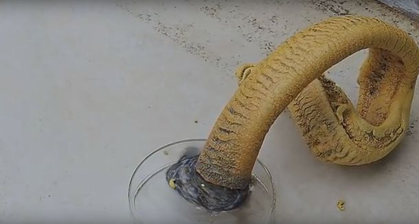 VIDEO: Espectacular experimento hace aparecer una víbora de la nada