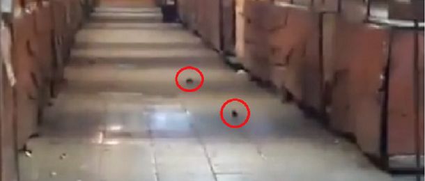 Ratas en el Paseo de Artesanos de Mar del Plata