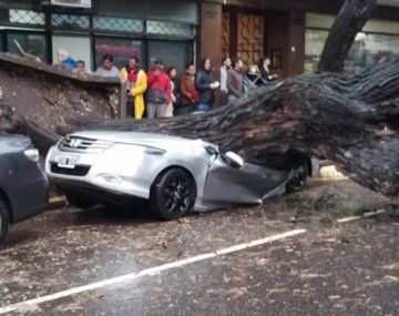 Chacarita: un árbol cayó por el temporal y aplastó un auto
