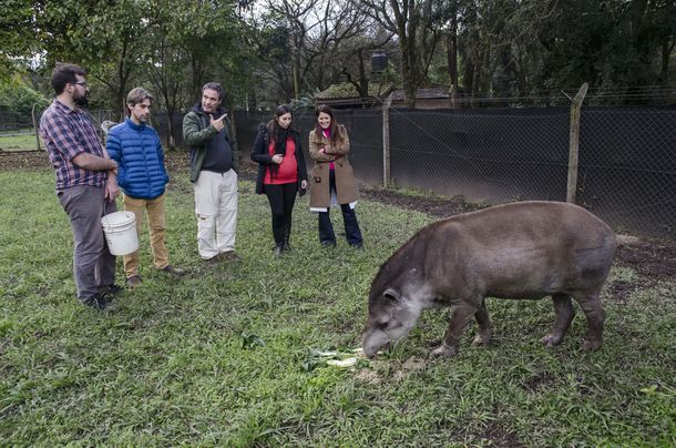 Héroes: veterinarios argentinos salvaron al tapir más viejo del mundo