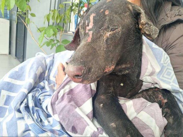 Horror en Salta: una mujer prendió fuego al perro de su ex pareja para vengarse