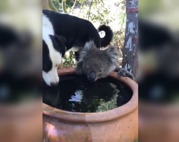 Conmovedor video en medio de los incendios en Australia: un perro y un koala comparten el agua
