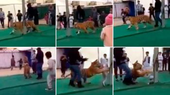 Un tigre atacó a una nena en Arabia Saudita. Un tigre atacó a una nena en Arabia Saudita.