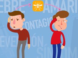 Las claves de la fiebre amarilla: contagio, síntomas y prevención