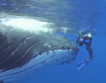 VIDEO: una ballena protegió a una buzo ante la amenaza de un tiburón