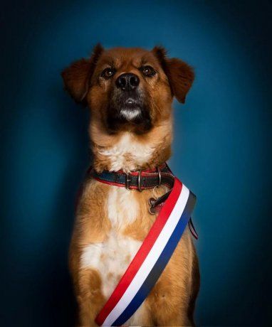 Comienza una nueva era en Chile: asumió Brownie como mascota presidencial