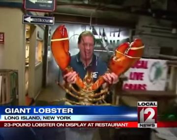 Encuentran en Nueva York una langosta de 95 años que pesa más de 10 kilos