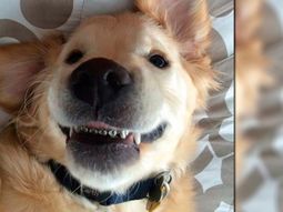 curioso: este perro no podia cerrar la boca y le pusieron ortodoncia curioso: este perro no podia cerrar la boca y le pusieron ortodoncia