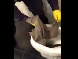 Susto en La Plata: encontró un lagarto overo en el inodoro