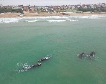 Mar del Plata: las ballenas dieron un show en la costa que sorprendió a más de un desprevenido