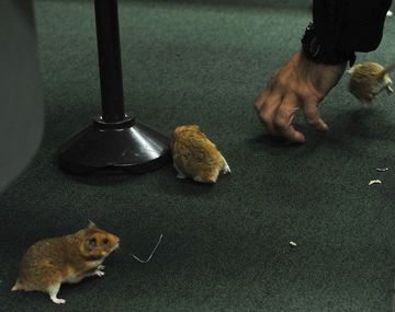 Soltaron ratas en el congreso de Brasil por el Petrolao