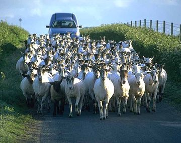 Cabras2