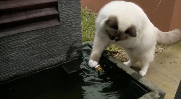 VIDEO: Un gato heróico y sin instinto que le salva la vida a un pez