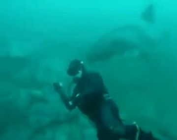 VIDEO: Un buceador estuvo muy cerca de ser decapitado por un tiburón blanco