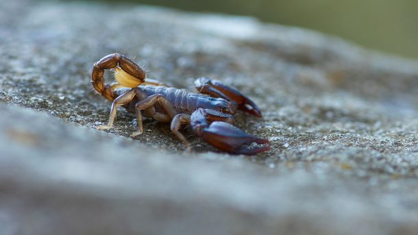 La Plata: lo picó un escorpión mientras dormía y quedó internado