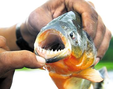 Volvieron las palometas: una decena de personas fueron mordidas en Rosario