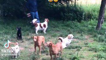 hicieron una reunion de perros introvertidos y el resultado se volvio viral hicieron una reunion de perros introvertidos y el resultado se volvio viral