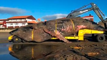 inmensa tristeza: asi trasladaron a la ballena que murio en mar del tuyu inmensa tristeza: asi trasladaron a la ballena que murio en mar del tuyu