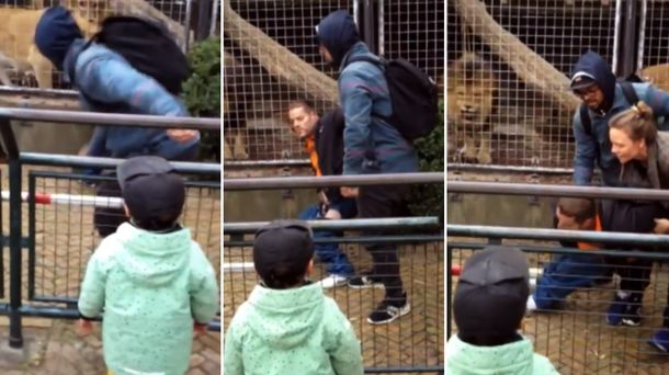Un hombre molestó a unos leones en un zoo de Holanda