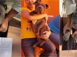 Su papá molía a golpes a su perrito y lo dejó en adopción en una veterinaria con una dolorosa carta