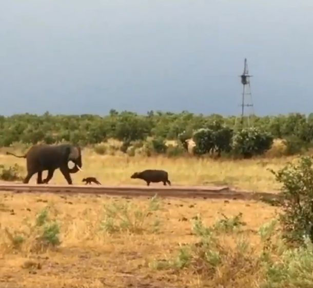 El video viral en el que un beb&eacute; b&uacute;falo hizo correr a un elefante