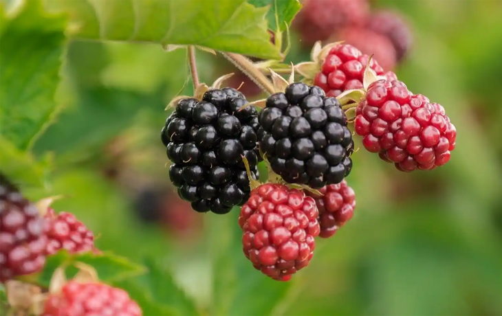 Los superalimentos llenos de beneficios que se encuentran en cualquier vereda