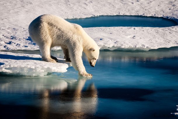 Calentamiento global: el miedo del oso polar y una foto que se volvió viral